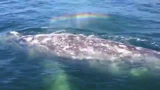 As the great whale bursts out the water, it gives off a beautiful rainbow