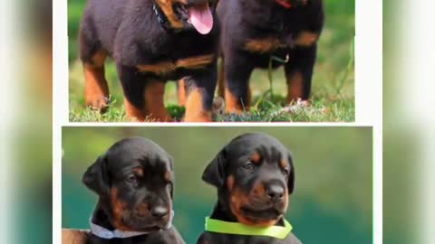Rottweiler vs Doberman dog #SHORT VIDEO 🔥