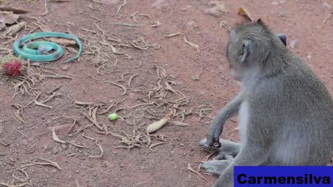 SCARING MONKEYS WITH TOY SNAKE SEE THE REACTION