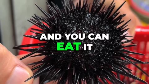 Eating Dangerous Black Sea Urchins: Delicious or Deadly?