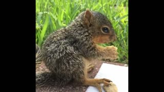 Man Rescued and Raised an Adorable Baby Squirrel