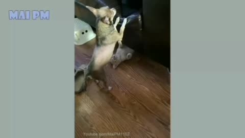 Funny cat vs funny dog