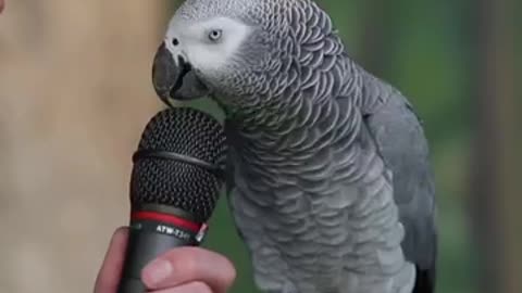 Watch my smart talking parrot....very smart