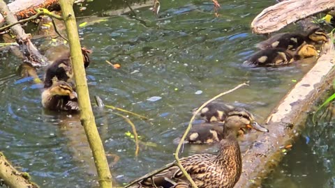 Cute little ducklings by a river/little ducks hiding under branches.