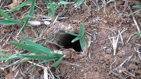 Wolf Spider Gets Nipped By Ants