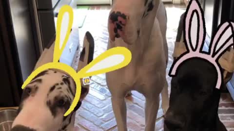 Great Dane Video 33