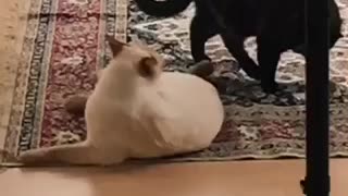 Cats hard attack 😂