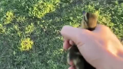 Lost Baby Duck Reunites with Its Family