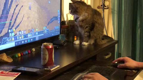 Cat loves WoW