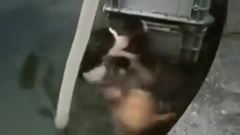 Dogs Save Cat from Water
