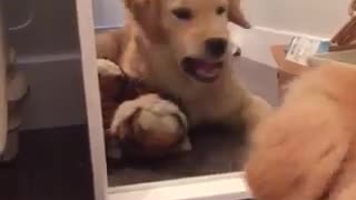 Dog in the Mirror