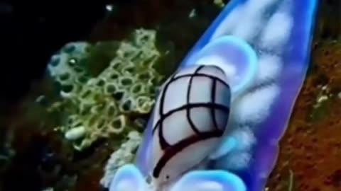 Sea Creatures | Amazing Videos