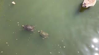 Geese ducks and turtles