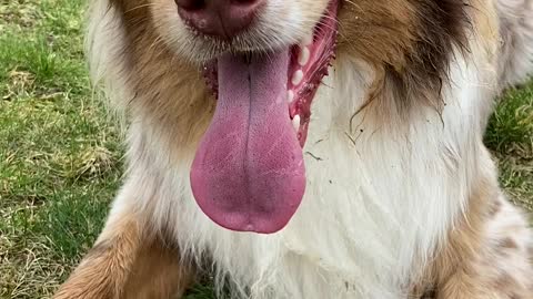 Happy dog is totally exhausted after playtime with his human