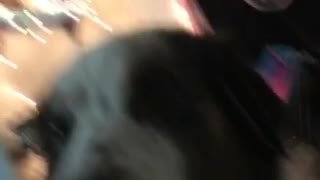 Dog Says "I Love You" to Owner