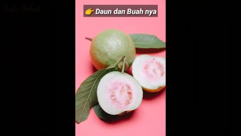 Benefits of guava plants for health