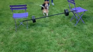 Beagle Jump Training Using Treats