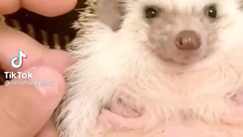 Big Belly Hedgehog