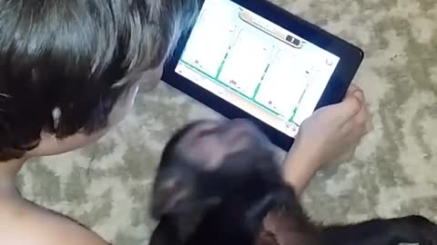 Capuchin monkey plays tablet game with kid