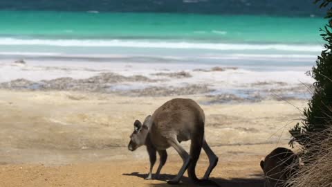 Kangaroo and baby kangaroo jumping on the beach in Cape Le Grand National Park
