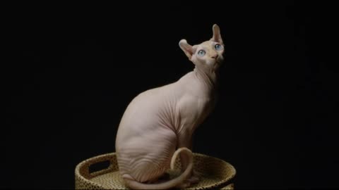 Canadian Sphynx, Russian Sphynx , Don Sphynx.