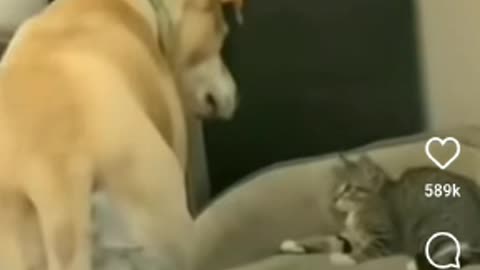 Dog and cat funny fighting