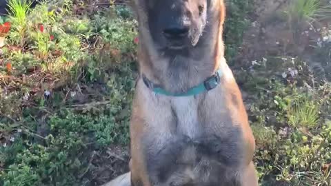 Belgian Malinois dog acts pitiful after numerous strings to the face by yellow jackets!!!