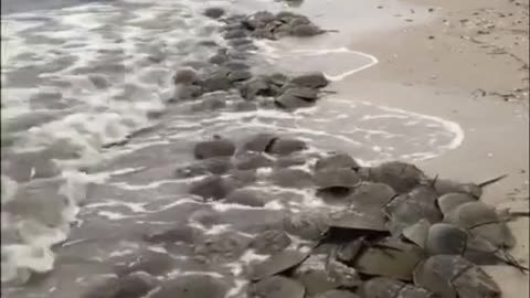 Thousand of Horseshoe Crabs Landed On the Beach