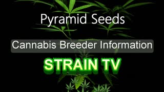 Pyramid Seeds - Cannabis Strain Series - STRAIN TV