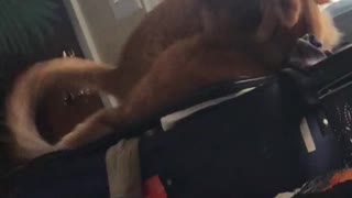 Funny cat video: Cats attack each other on suitcase