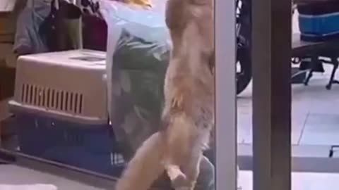 Cat.video cat .coamedy.video