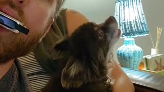 Doggo Joins In With Harmonica Duet