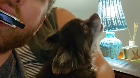 Doggo Joins In With Harmonica Duet