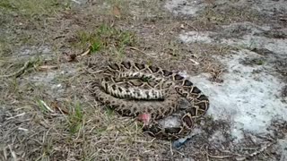 Snake's Body Still Moves Hours After Losing Its Head