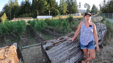 Dabble Cannabis Farm Tour / Hi Point Guest Ranch - Vancouver Island