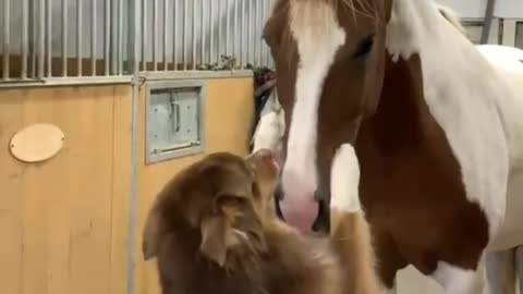 See how a dog loved a horse