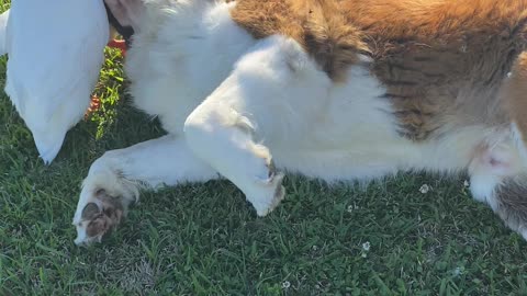 Large Doggy Lounges Around With His Duck Friends