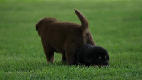 Twins Cute Puppy playing in the park