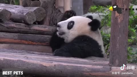 Very cute panda lol 2