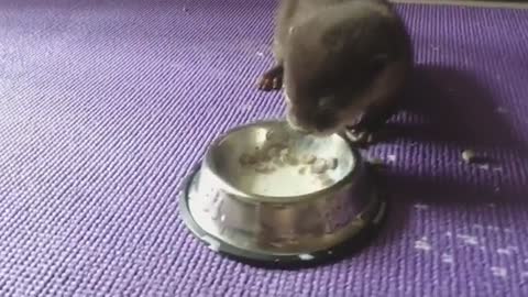 Baby otter adorably eats his lunch
