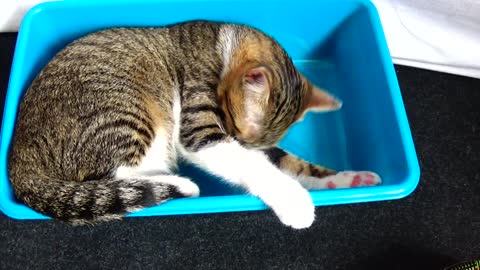 Adorable Kitten Loves Catching His Tail