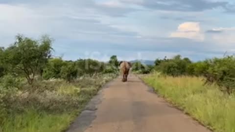 elephant walking down the road