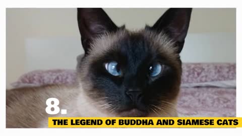 Facts and Myths about Siamese Cats!