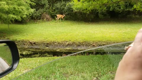 Family of deer