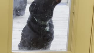 German Shepherd Showing he Wants Back in the House