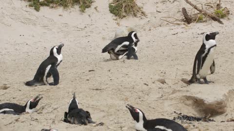 African penguin Spheniscus demersus also known as the jackass penguin