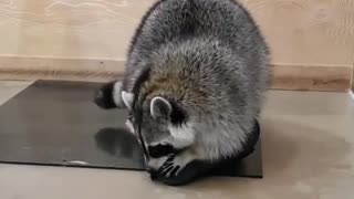 Raccoon wasn't happy with this action