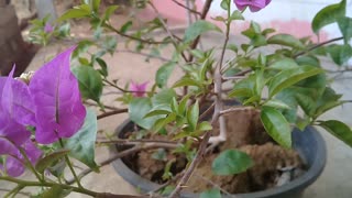 Purple flowers in the summering tree