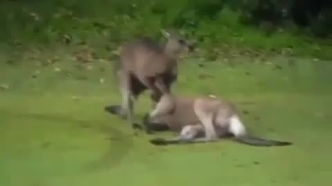 Crazy kangaroos fighting