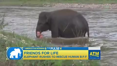 Park Staffer Rescued by Baby Elephant | October 14, 2016